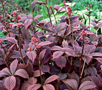 sklep ogrodniczy - Rodgersja pierzasta Chocolate Wings PBR (Rodgersia pinnata) C5