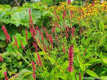 rośliny ogrodowe - Rdest himalajski BLACKFIELD Persicaria amplexicaulis /P11 *16