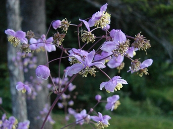 sadzonki - Thalictrum rochebrunnianum grandisepalum Rutewka /P9 *16