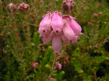 sklep ogrodniczy - Wrzosiec bagienny Erica tetralix /P9 *G