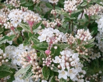 rośliny ogrodowe - Tawuła van Houtte'a 'Pink Ice' Spiraea ×vanhouttei /C3 *K18