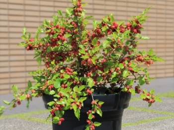 rośliny ozdobne - Morwa MOJO BERRY 'Matsunaga' Morus rotundiloba BonBonBerry® C3/30-50cm *T42