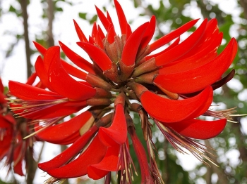 sklep ogrodniczy - Erythrina VARIEGATA Koralodrzew /C2 *T40