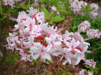 sadzonki - Rhododendron periclymenoides in.Azalia wiciokrzewowata /C2 *K13