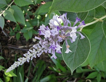 sadzonki - Budleja venenifera f.calvescens /C2 *K20