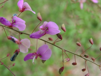 sadzonki - Desmodium elegans DARK FORM C2/30cm *T1