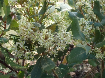 sklep ogrodniczy - Lomatia fraseri in. Lomatia jedwabista L.drzewna C2/20-30cm *G