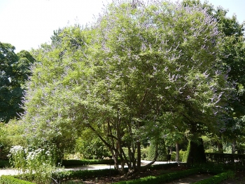 sadzonki - Vitex negundo cannabifolia /C2 *K11