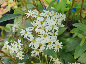 rośliny ogrodowe - Drzewiasta stokrotka Olearia cheesemanii /C2 *9