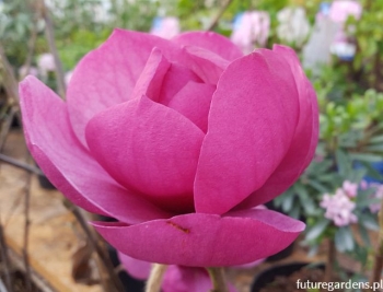 sklep ogrodniczy - Magnolia WATERMELON C7,5/70-80cm *10