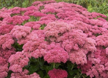 sadzonki - Rozchodnik okazały BRILLANT (Sedum spectabile) C2