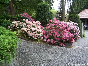 sklep ogrodniczy - Rhododendron 'Heinje's Zauberflöte' na PNIU C7/Pa75cm