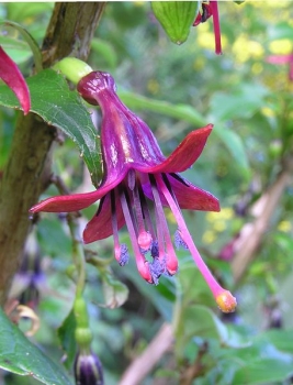 sklep ogrodniczy - Fuksja drzewiasta Fuchsia excorticata /C2 *T19