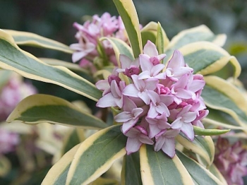 rośliny ogrodowe - Wawrzynek wonny MARIANNI® 'Rogbret' Daphne odora C2/20-30cm *K10