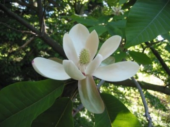 rośliny ogrodowe - Magnolia x thompsoniana OLMENHOF C4/60-100cm *K12