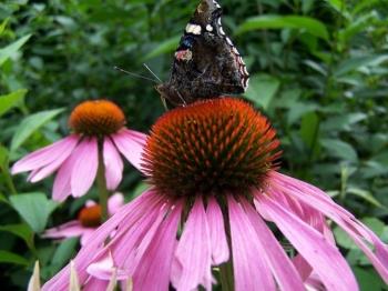rośliny ozdobne - Jeżówka purpurowa RÓŻOWA (Echinacea purpurea) P12 *K7