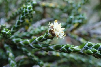 sklep ogrodniczy - Ozothamnus selago syn.Helichrysum selago /P13
