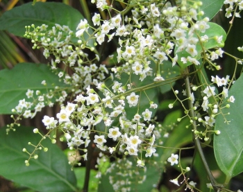 sadzonki - Meliosma dilleniifolia subsp. cuneifolia C2/60-80cm