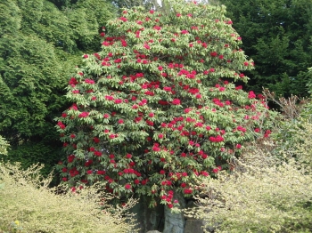 rośliny ozdobne - Różanecznik drzewiasty RED JACK Różanecznikowe drzewo Rhododendron arboreum C3/30-40cm *T51