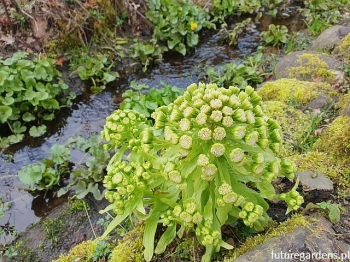 rośliny ogrodowe - Lepiężnik japoński GIGANTEUS Petasites japonicus /P9(C2) *K7