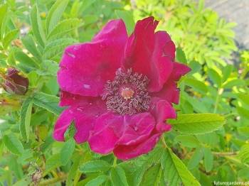 rośliny ozdobne - Róża STRANDPAREL Rosa /C1,5