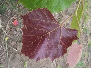 sklep ogrodniczy - Lipa Henryego ARNOLD SELECT Tilia henryana C2/30-40cm *K21