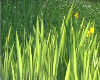 rośliny ozdobne - Kosaciec ŻÓŁTY VARIEGATA Irys Iris pseudacorus ~20szt. nasion