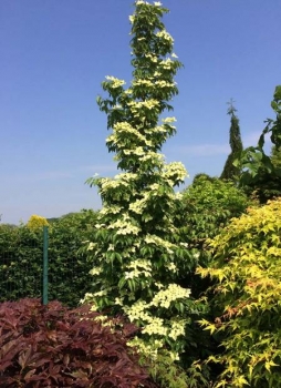sklep ogrodniczy - Dereń kolumnowy FLOWER TOWER „ZuilB1” PBR Cornus kousa C5/50-60cm *K11