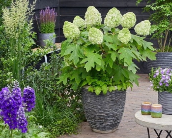 rośliny ozdobne - Hortensja dębolistna TARA® 'BIV01' Hydrangea quercifolia C3/20cm *K11