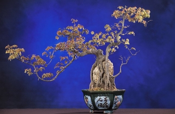 sadzonki - Klon Bürgera K.trójzębny Acer buergerianum C3/1,4m *K6