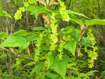 rośliny ogrodowe - Klon cienkoszypułkowy K.hondoański K.wężowy Acer capillipes C2/80-100cm *K19