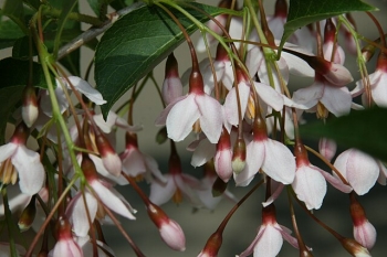 sklep ogrodniczy - Styrak japoński BENI BANA SELECTION łac. Styrax japonica C5/1,4-1,6m *K8