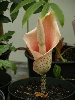 sadzonki - Dziwidło RÓŻOWE Amorphophallus bulbifer /C2