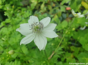 rośliny ogrodowe - Zawilec Leveille'a Anemone leveillei /P9 *K12