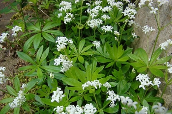 sadzonki - Marzanka wonna Przytulia wonna Galium odoratum /P9 *K12