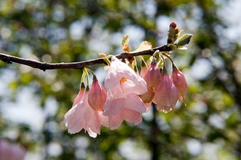 rośliny ogrodowe - Ośnieża karolińska ARNOLD PINK Halesia carolina Halesia monticola C2/40-60cm