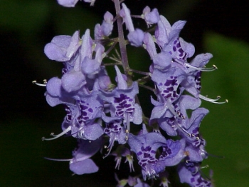 sklep ogrodniczy - Isodon shikokianus var. intermedius syn.Rabdosia japonica var. shikokiana /P9