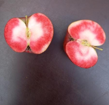 sklep ogrodniczy - Jabłoń Niedźwieckiego PENDRAGON Jabłko cedrowe Malus ‪niedzwetzkyana C3/80-100cm *K6