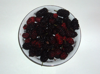 sklep ogrodniczy - Morwa czerwona WELLINGTON Morus rubra C3/60-80cm