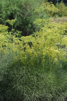 sadzonki - Gorysz lekarski Peucedanum officinale /P9 *K7