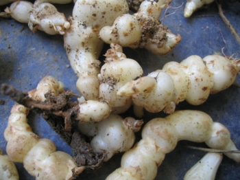 sadzonki - Czyściec bulwiasty zw.Chiński karczoch Stachys affinis /P9 *K7