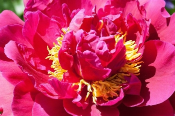 rośliny ozdobne - Piwonia LAVON Peonia lactiflora /C4 *K9