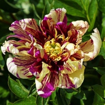 rośliny ozdobne - Piwonia ITOH LOLLIPOP Paeonia ITOH /C4 *K9