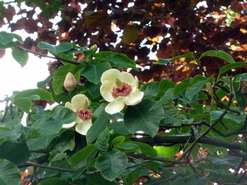 sklep ogrodniczy - Magnolia wieseneri CHARM & FRAGRANCE C5/1,4m *K8