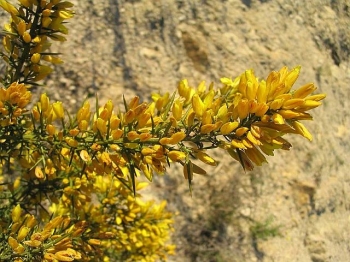 sklep ogrodniczy - Kolcolist MIZEN HEAD Ulex galli /C2