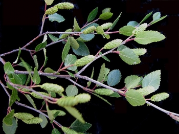 sklep ogrodniczy - Brzoza niska in.B.bagienna Betula pumila C2/60-80cm *K10