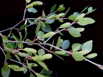 rośliny ogrodowe - Brzoza niska in.B.bagienna Betula pumila C2/60-80cm *K10