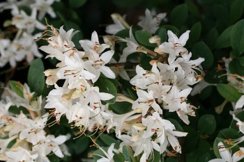 sadzonki - Rhododendron atlanticum SNOW BIRD C5/40-50cm *