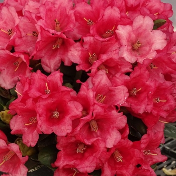 rośliny ozdobne - Rhododendron forrestii TOPSI /C5