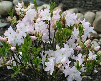 sadzonki - Rhododendron vaseyi WHITE FIND Różanecznik, Azalia /C5